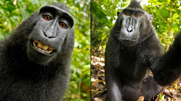 Monkey selfie in Indonesia