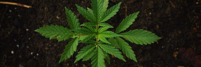 Cannabis Plant